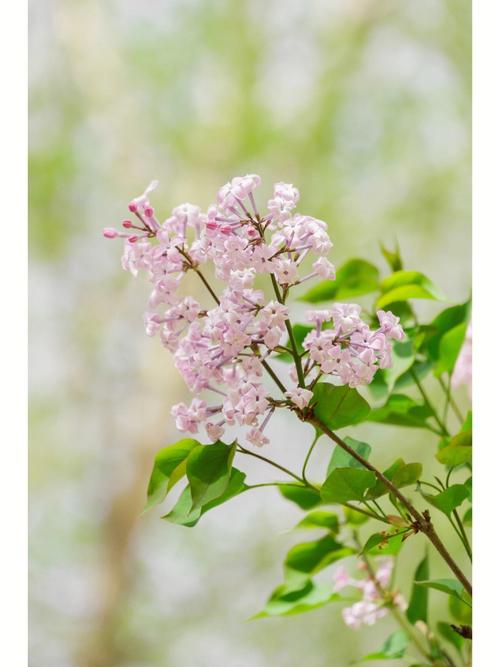 丁香花花语的含义及介绍