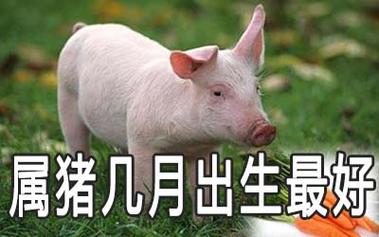 属猪几月生是一等命