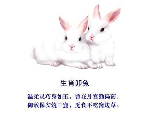 生肖兔为什么叫卯兔