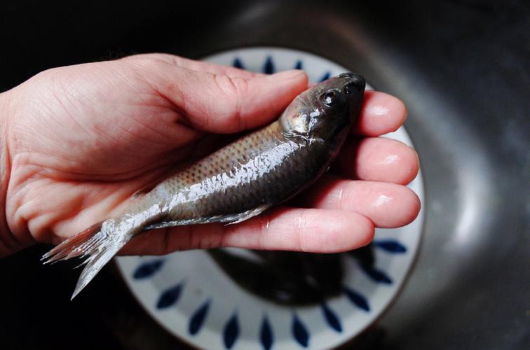梦见田里都是煮熟的鱼