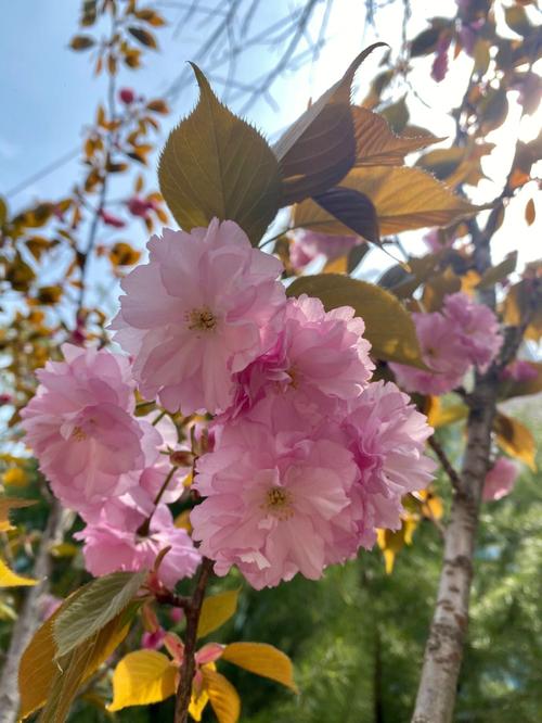 樱花花语及传说