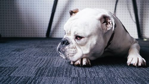 双子座不喜欢什么动物