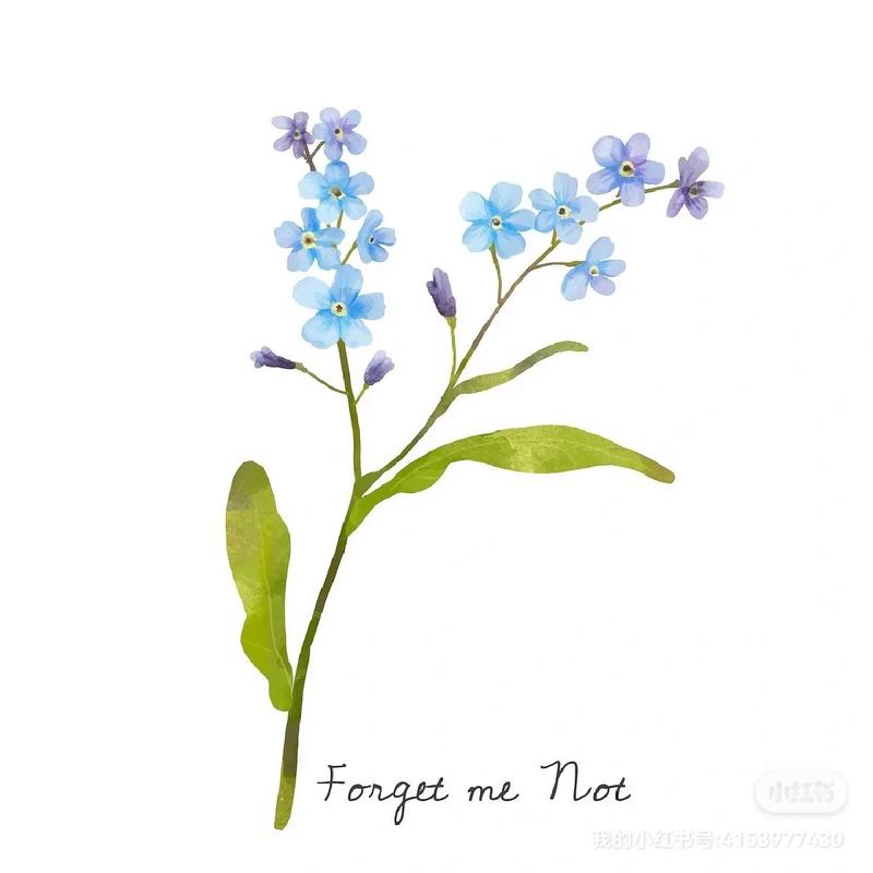 勿忘我花语