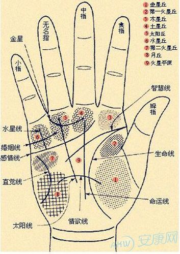揭晓男人看手相的基础知识