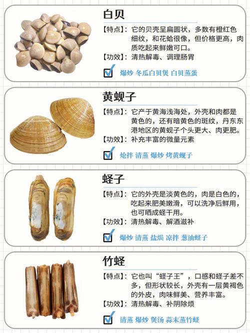 扇贝好听的名字