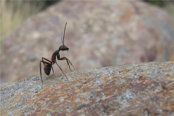 梦见踩死蚂蚁 梦见踩死蚂蚁成群