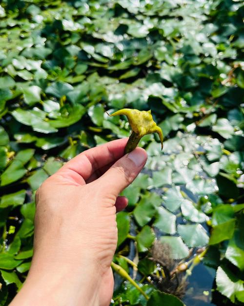 梦见摘菱角