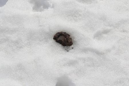 梦见雪地上有大便