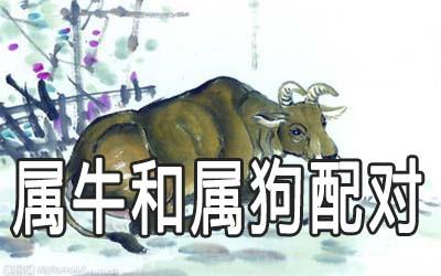 生肖属狗和属牛的合不合财运?
