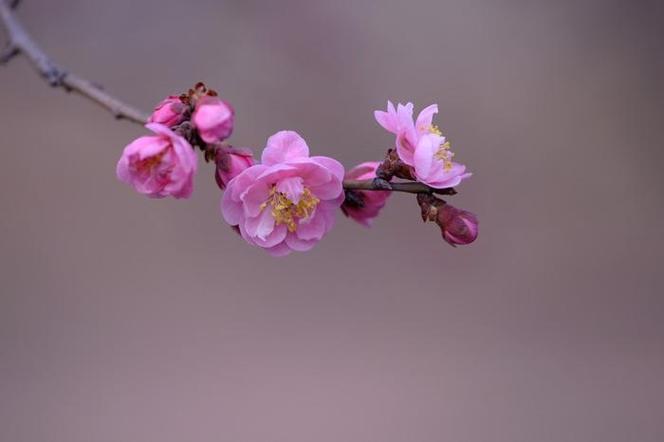 12月中旬,缘分与桃花非常和谐,努力争取爱情的四大生肖!