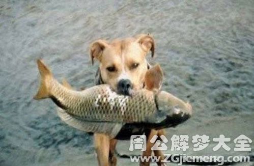 梦见鱼变狗
