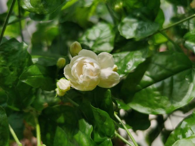 梦见茉莉花开花