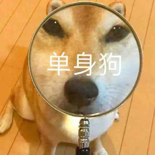 属狗女情愿做单身狗的原因是什么