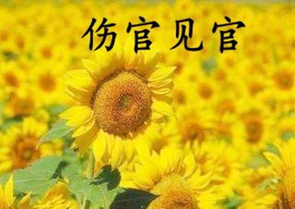 身弱官杀混杂伤官见官的女命