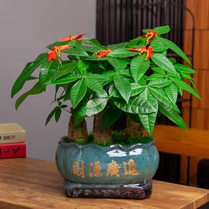 植物风水说:发财树放办公桌好不好