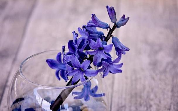 11月12日生日花语:风信子,11月12日是什么星座?