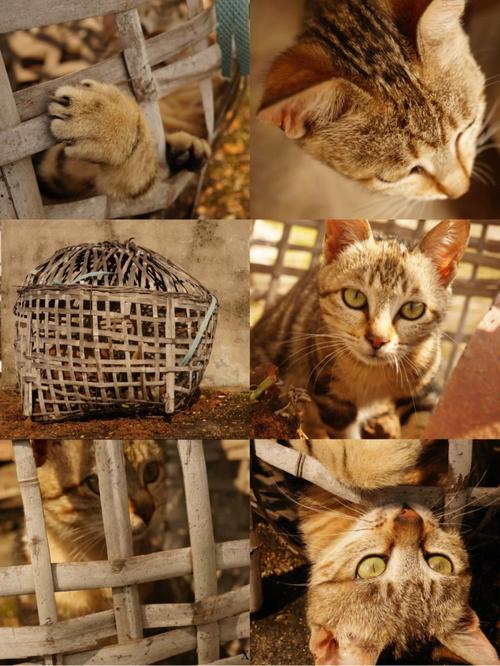 孕妇梦见猫关在笼子里(详解)