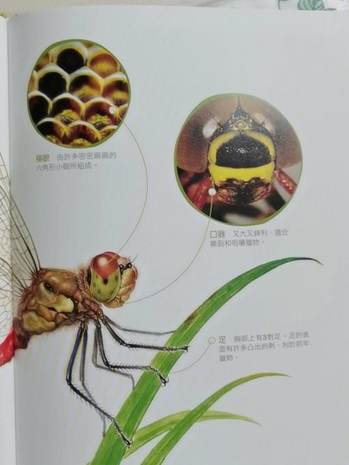 梦见抓蜻蜓是什么意思
