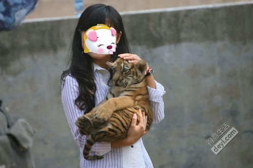 梦见老虎怀里抱了小老虎