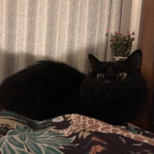 梦见黑猫很温顺预示着什么