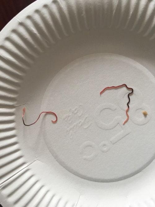 梦见很多的蛆虫