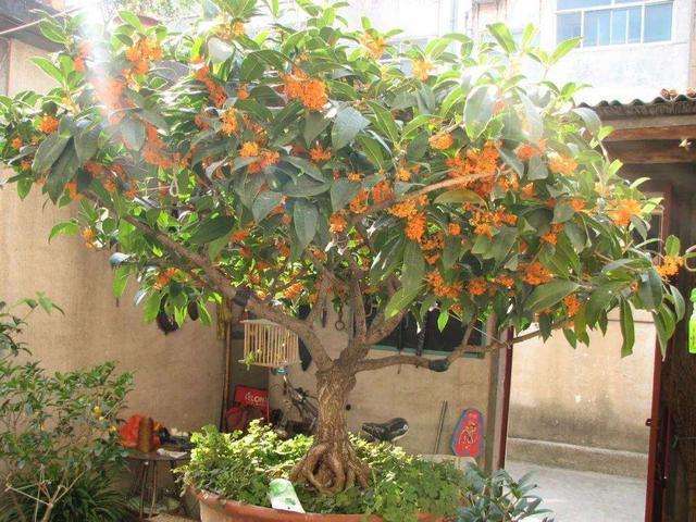 办公室种植桂花树的风水好吗?桂花树对风水有什么影响?