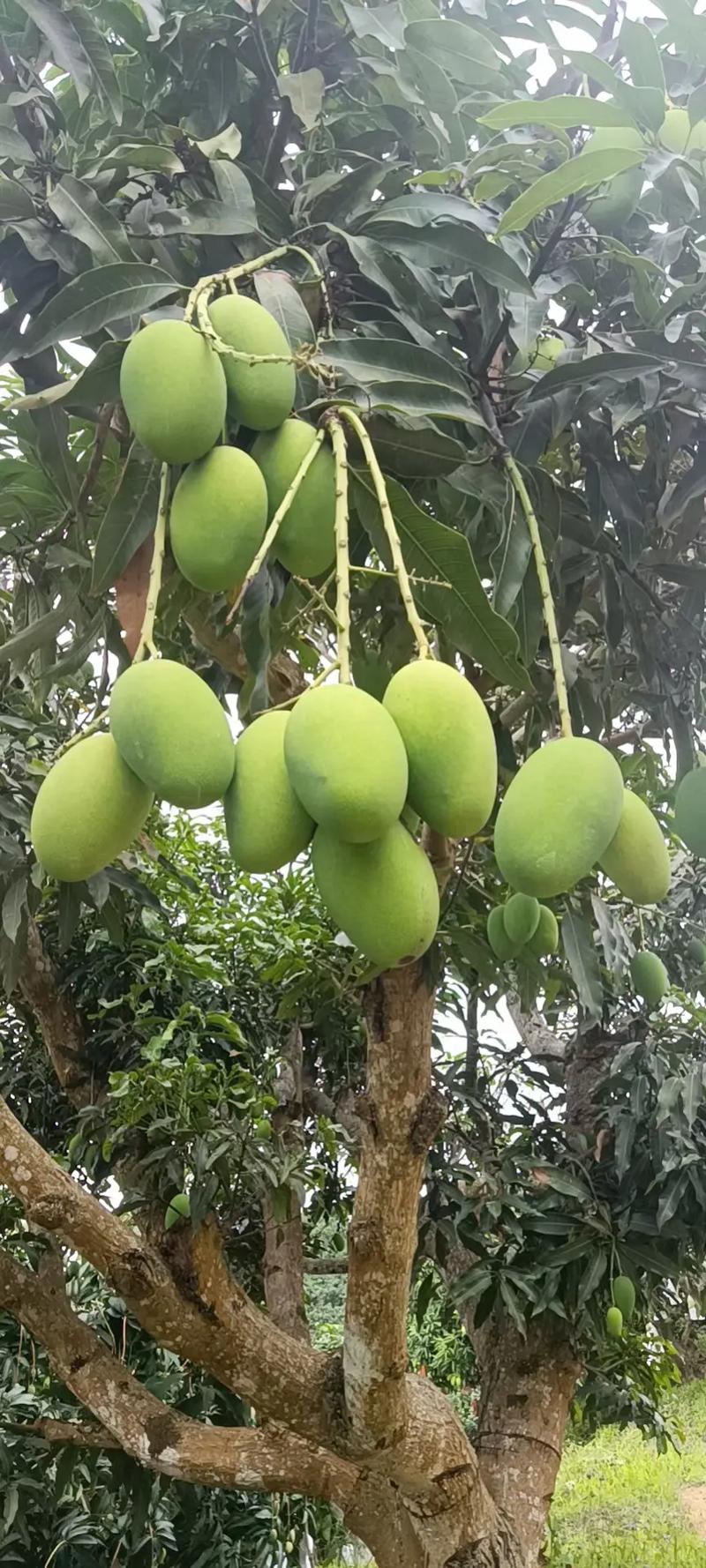 梦见芒果树上结了好多芒果什么意思
