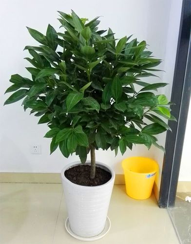 植物花语:平安树花语