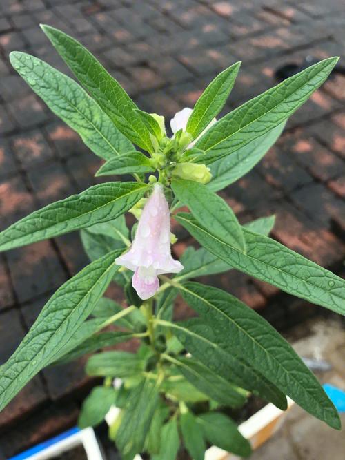 梦见芝麻苗变黄