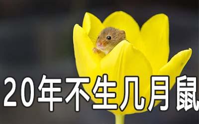 2020年不生几月鼠