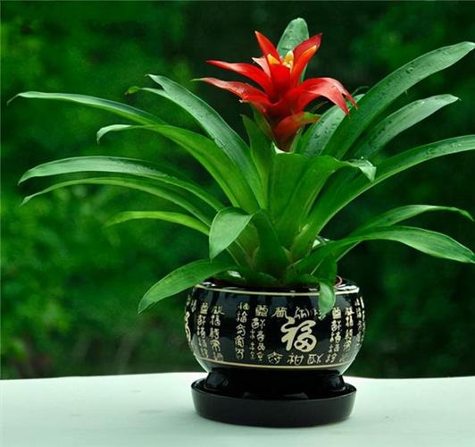 客厅摆什么花旺风水