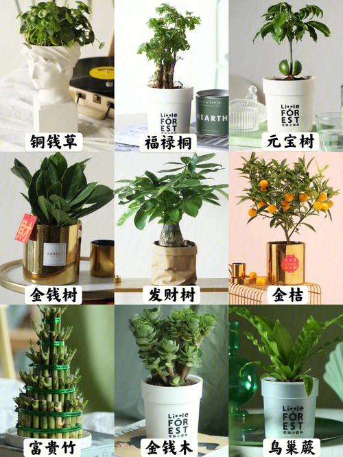 家养什么植物旺财