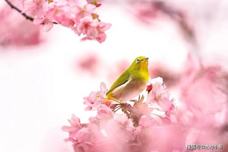 近期桃花运爆发