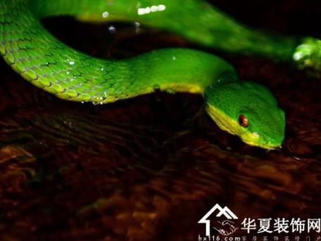 梦见蛇进入家中