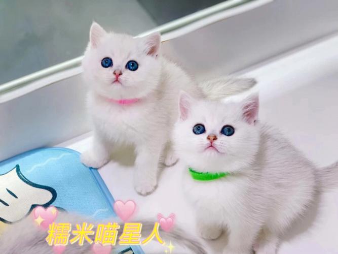 五行缺水人适合养宠物猫吗