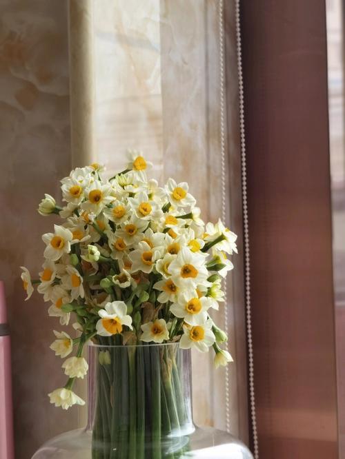 水仙花怎么养风水好