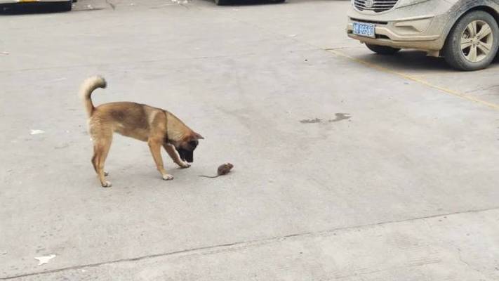 梦见猫被砍断腿