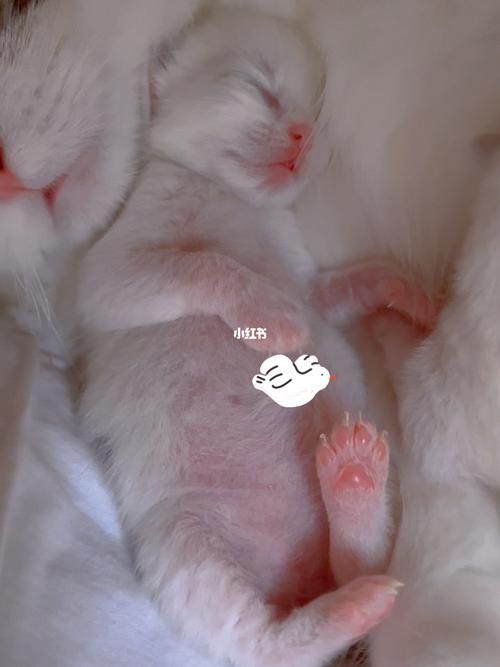 梦见小奶猫有什么征兆