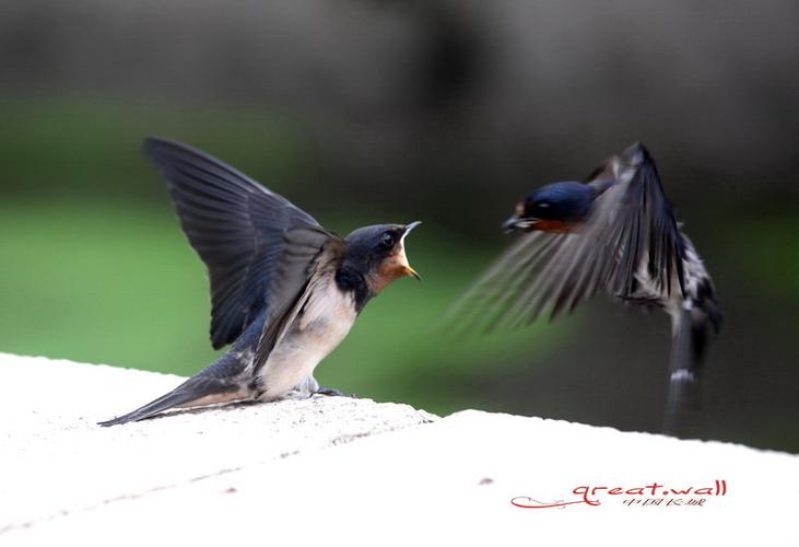 梦见燕子喂食