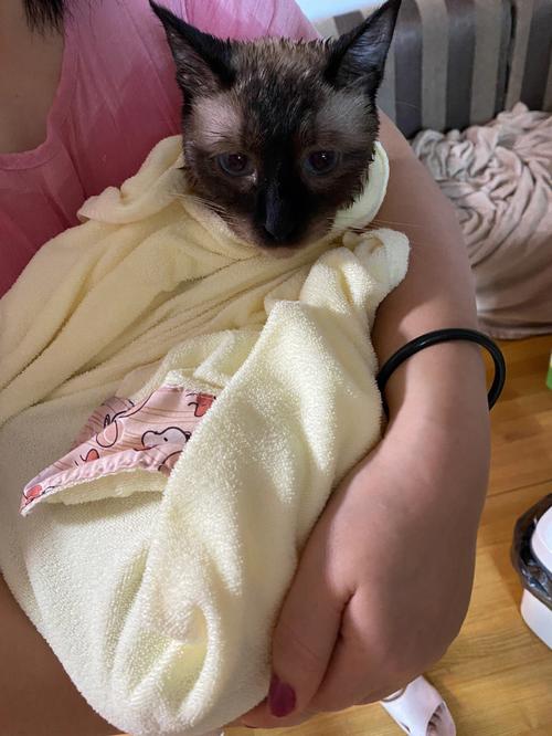 孕期梦见猫