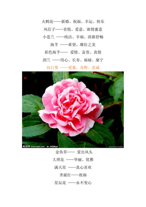 花语大全:各种花语大全带图片