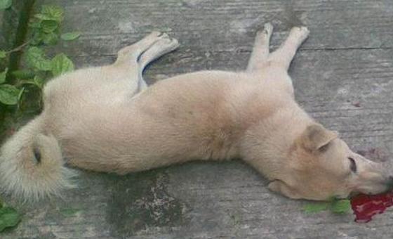 梦见打死一条狗