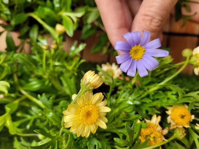 翠菊花语:追想、可靠的爱情、请相信我