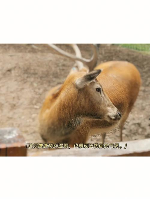 梦见麋鹿 四不像