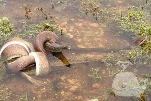 梦见鳄鱼咬死蛇