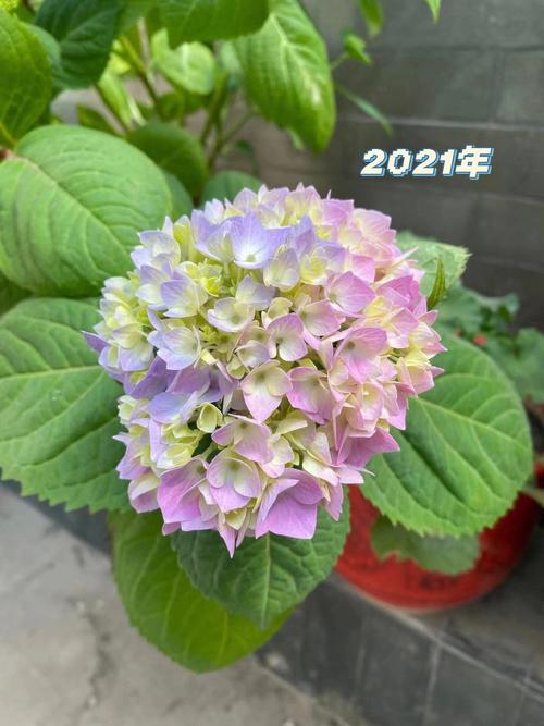 为什么会梦见绣球花
