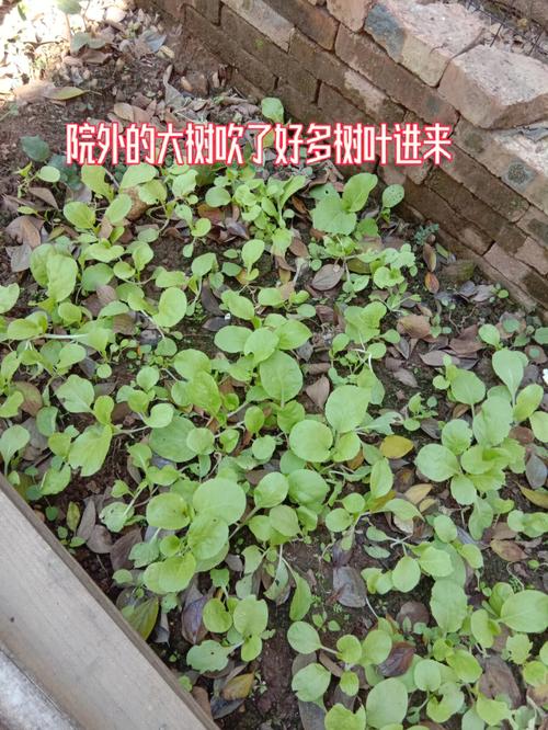 白菜地摘白菜