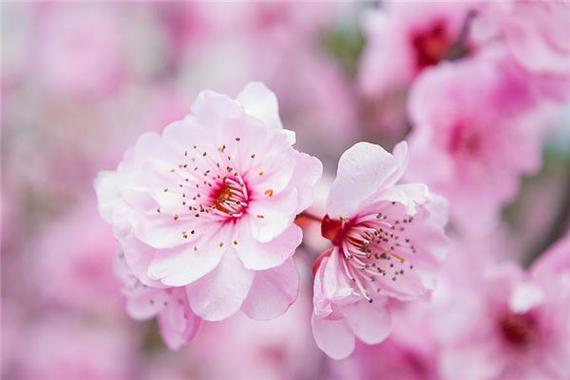 春天什么植物能让12生肖桃花运旺盛?