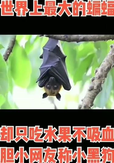 梦见吃蝙蝠是什么意思