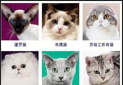 好听顺口的猫名字大全